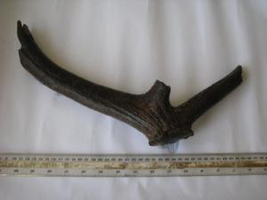 UMA_0192: Piece of Antler, Cattle Humerus and Iron Plate